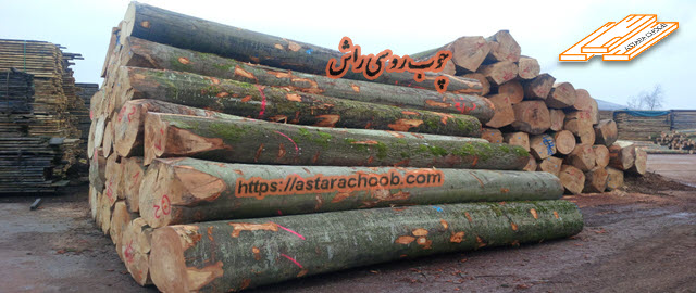 چوب روسی راش